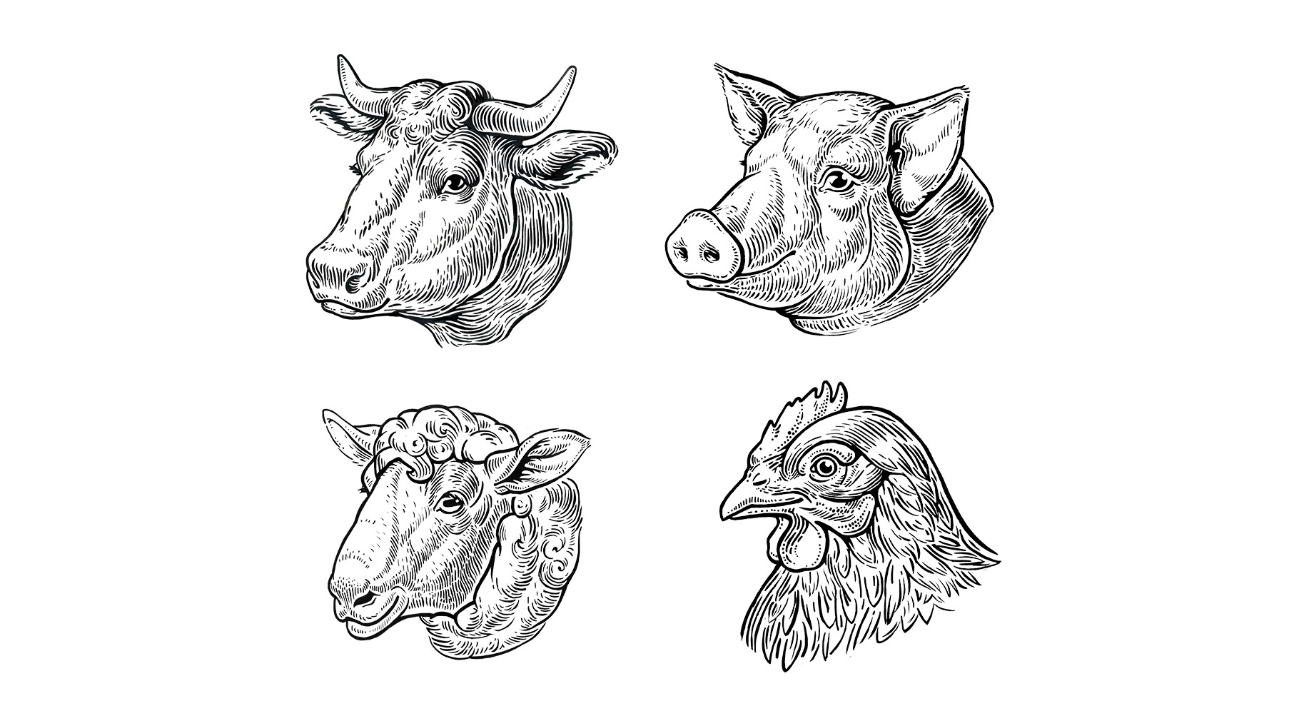 動(dòng)物頭插畫